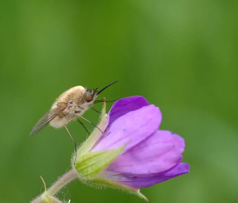 bombylius, closeup, fuji x-pro1, leica macro-elmarit 60/2.8, macro, жужжало, макро *** фото превью