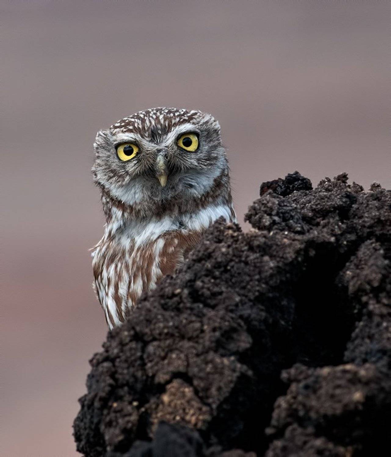 , Петьо Илиев