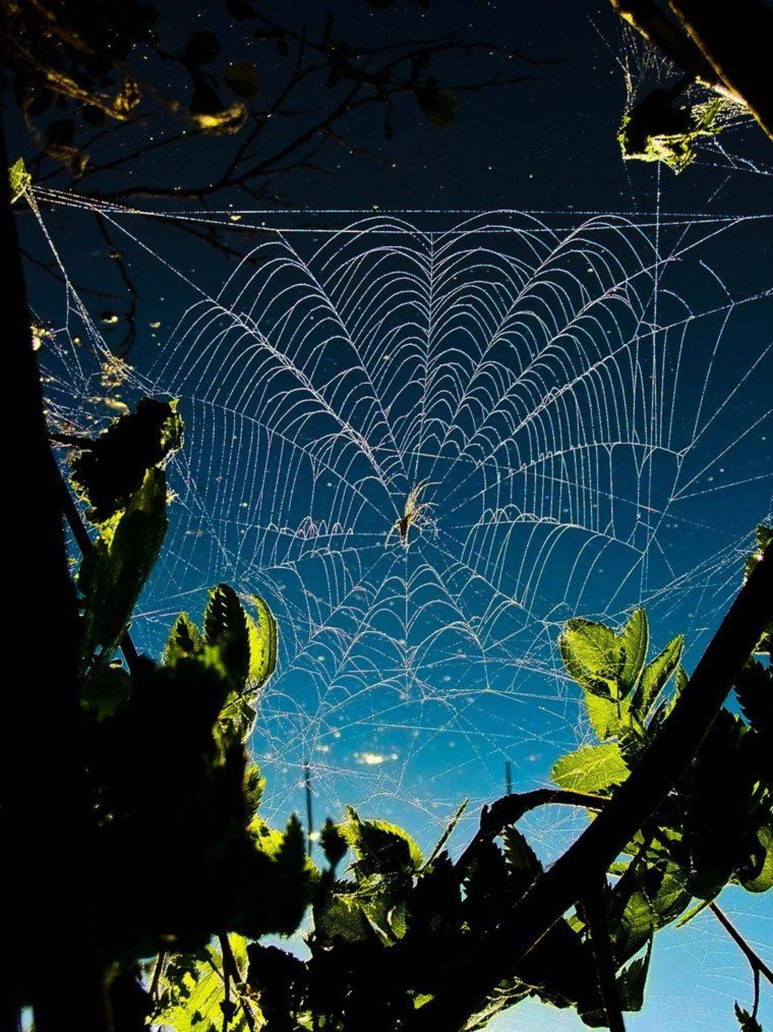 , Вячеслав Мищенко