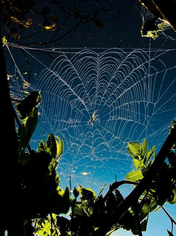 Звездочёт фото превью