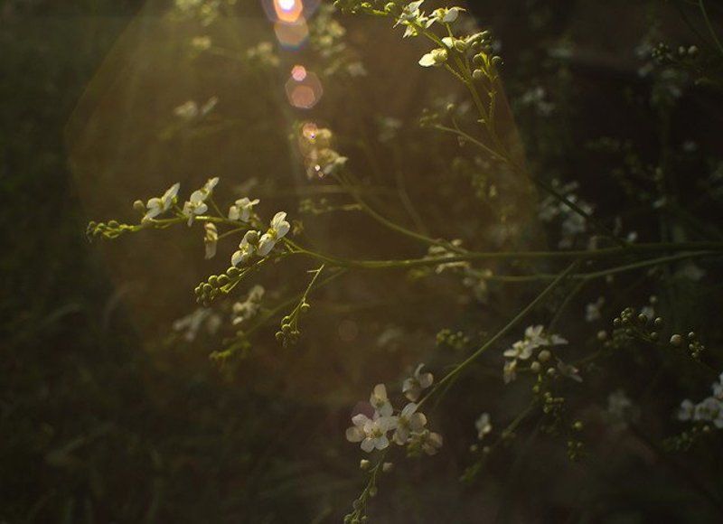 **** фото превью