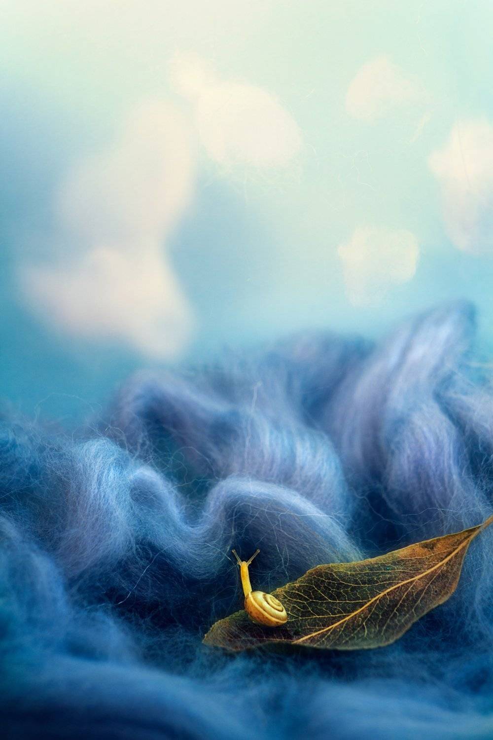 Брюхоногий моллюск, Волны, Лист, Листок, Макро, Облака, Улитка, Шерсть, Наталья Голубева