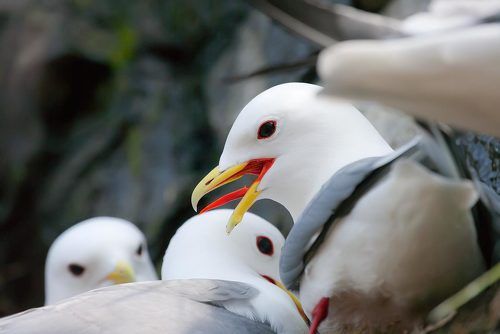 Красноногие говорушки, они же моевки