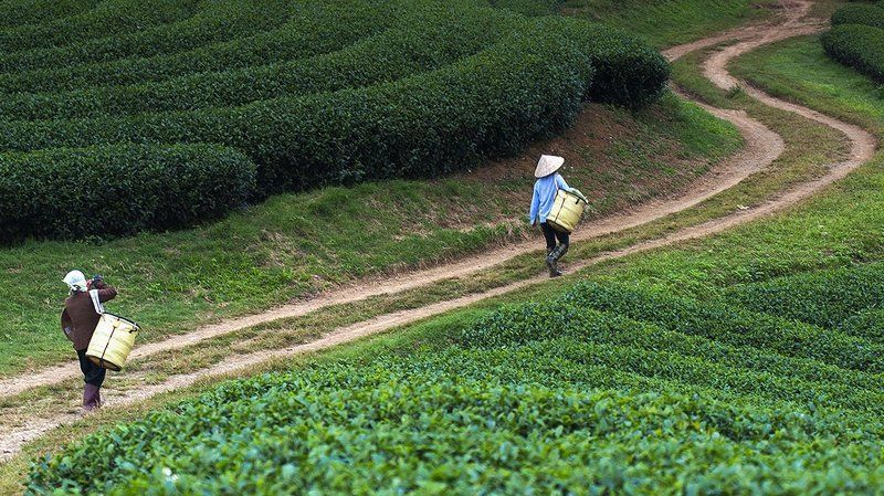 Viet Nam фото превью