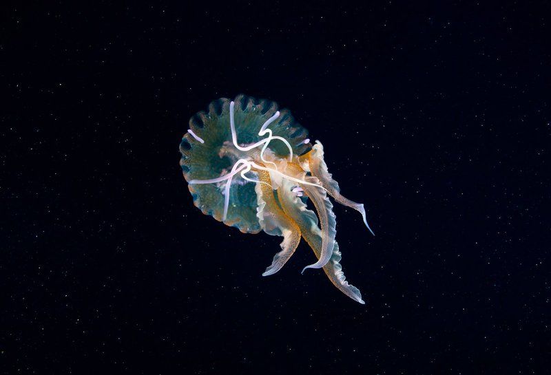 Под водой, разное. фото превью