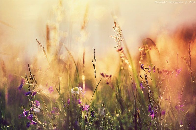 Celestial Summer III фото превью