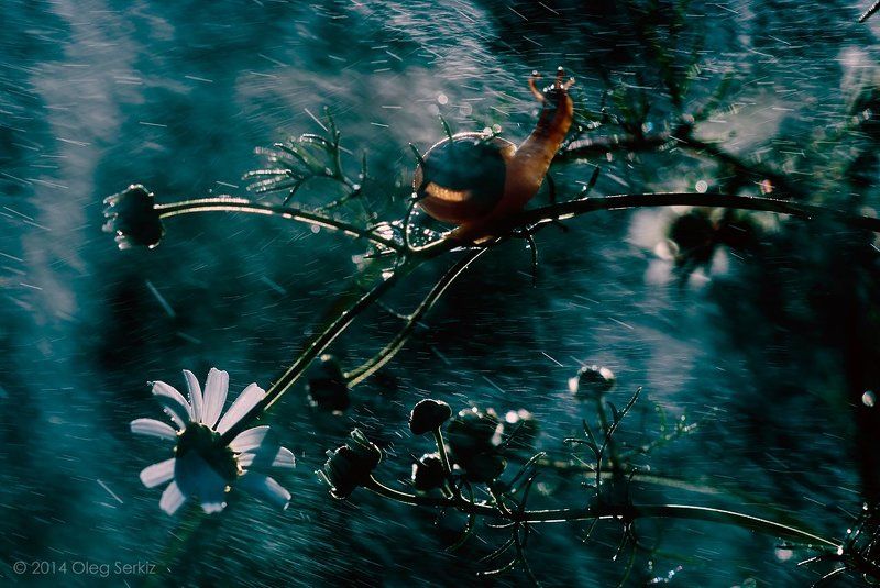 Oleg serkiz Один день из жизни улиток фото превью