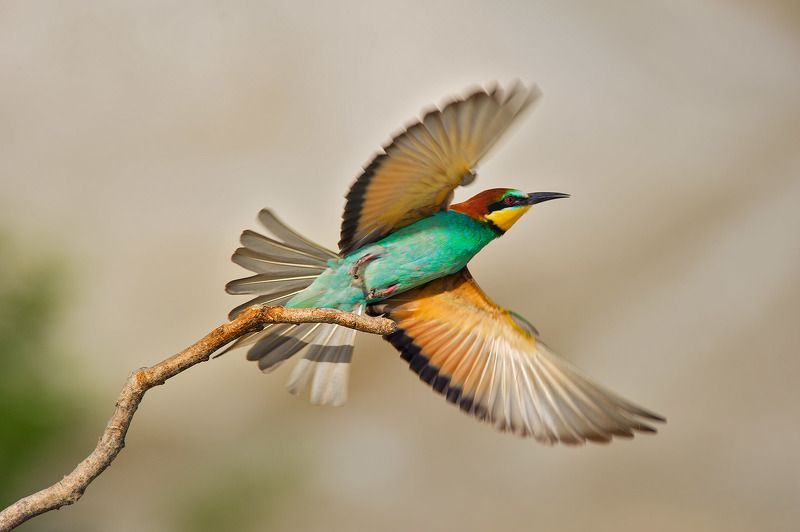 Merops apiaster фото превью