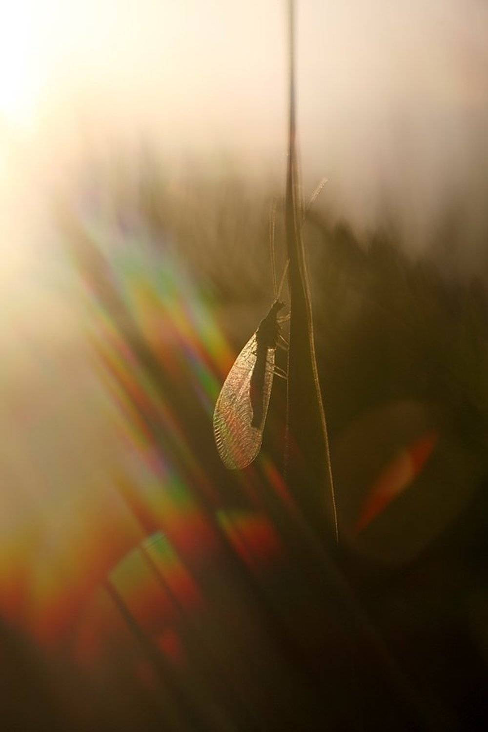 , Сергей Таланов