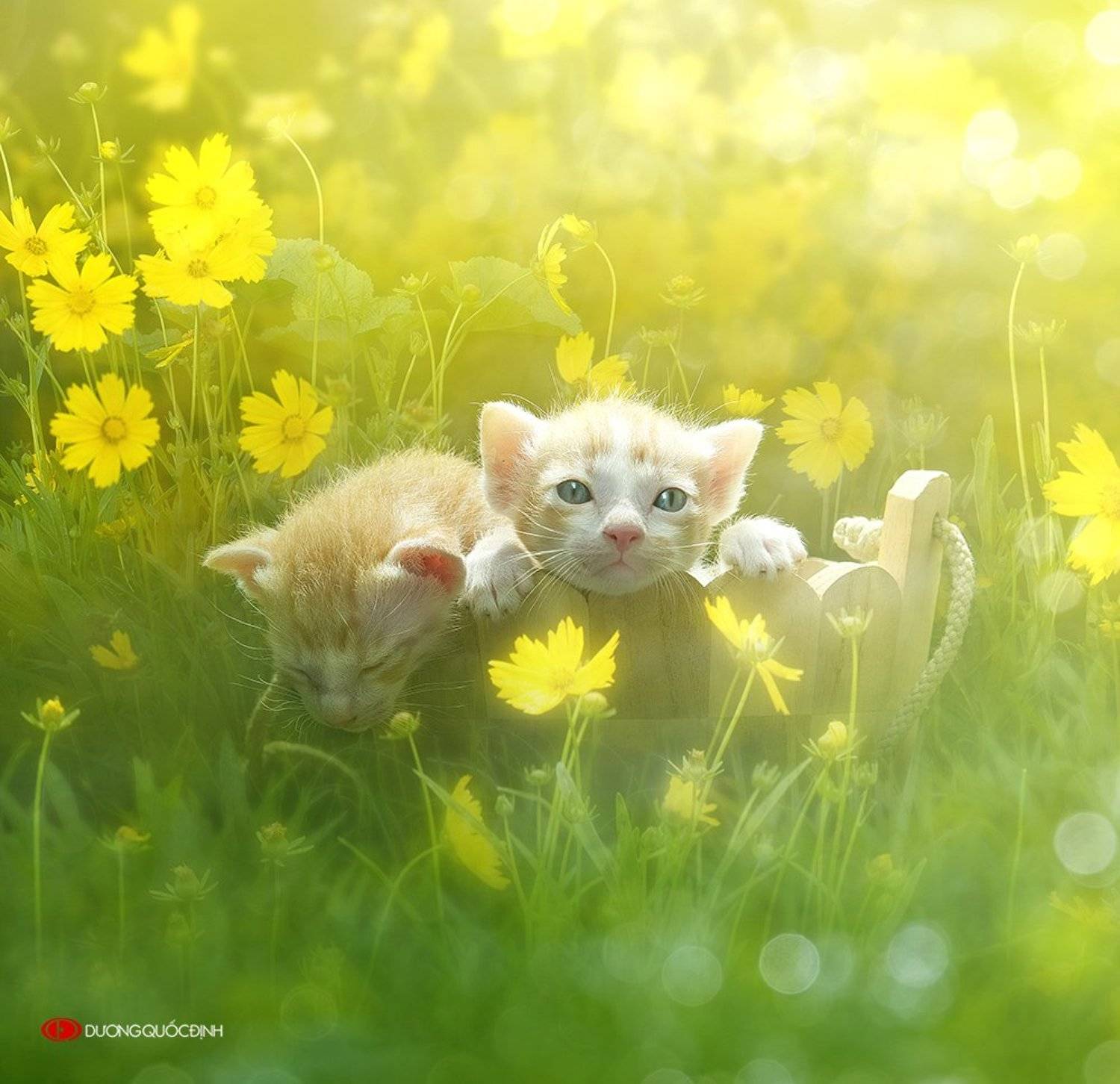Автор: duong quoc dinh , duong quoc dinh