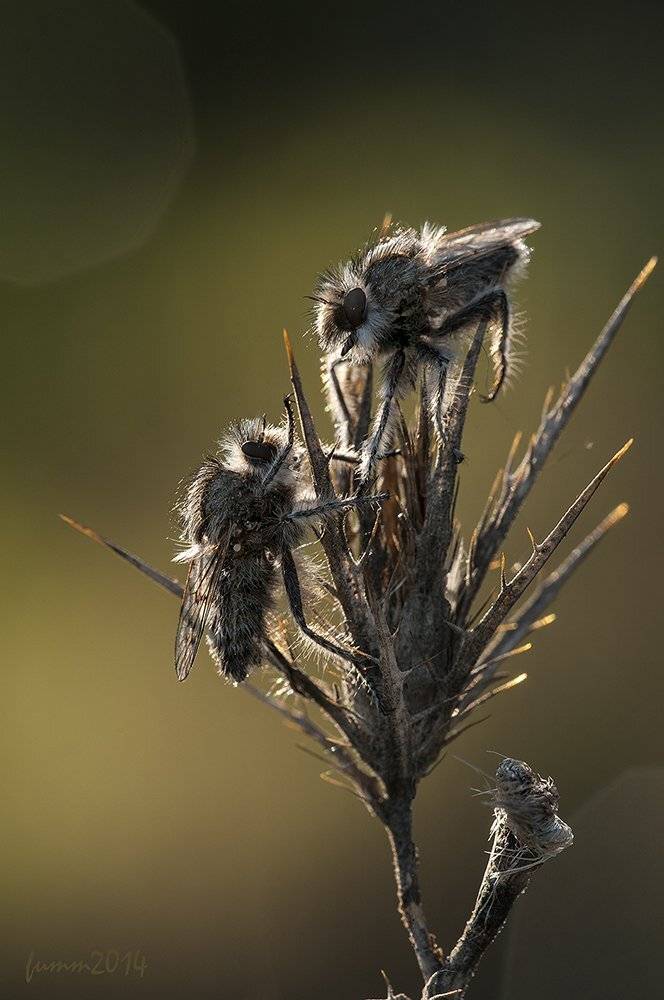 , Игорь ФУММ