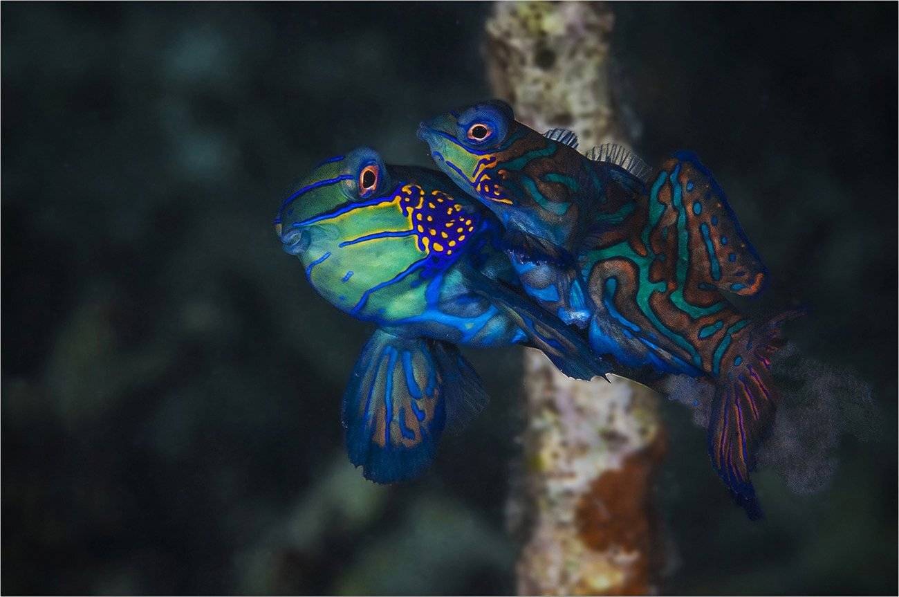 мандаринки, ночное погружение, филиппины, Сергей Гаспарян