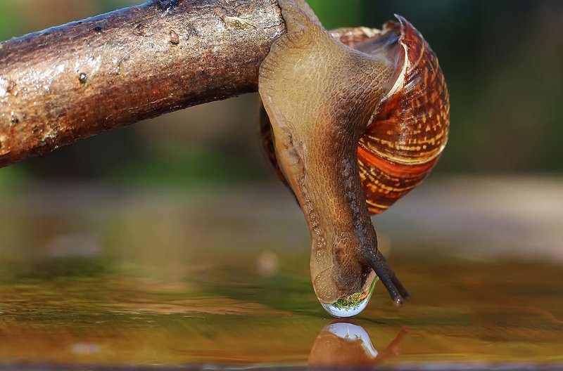 Аквамания фото превью