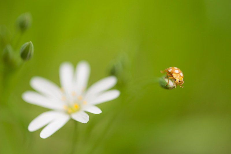 Весна, Жук, Макро, Цветок На счет \