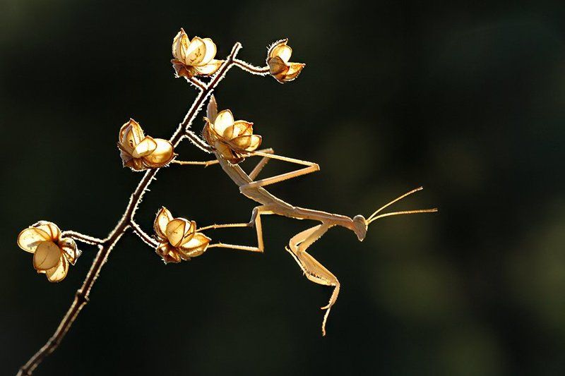 Rivetina baetica фото превью