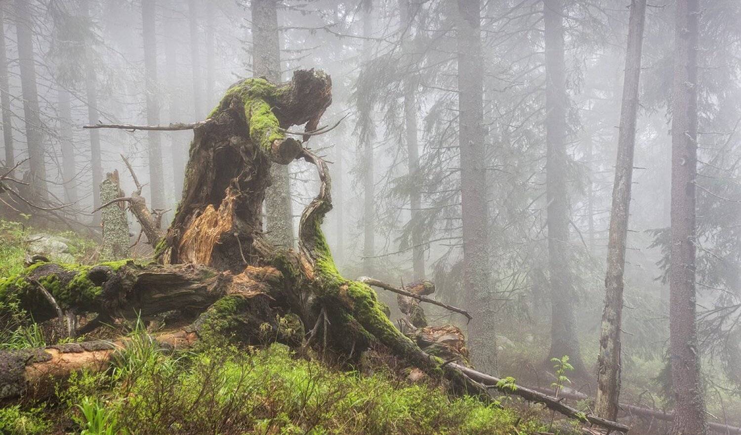 , Ирина Костова