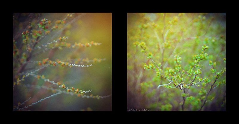 Nikon, Лето, Природа Лето в квадрате фото превью