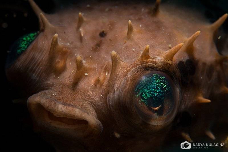Иглобрюх, Макро, Подводная съемка, Подводное фото, Рыба, Nadya Kulagina