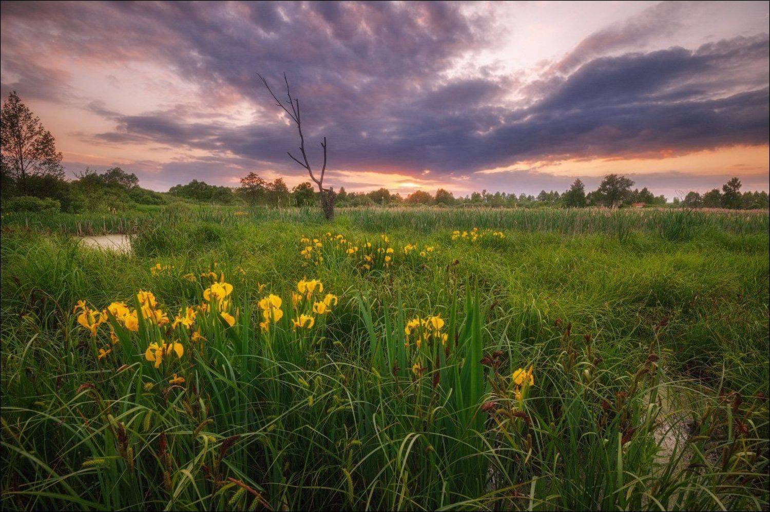 Болото, Закат, Подмосковье, Цветы, Иван Мухин