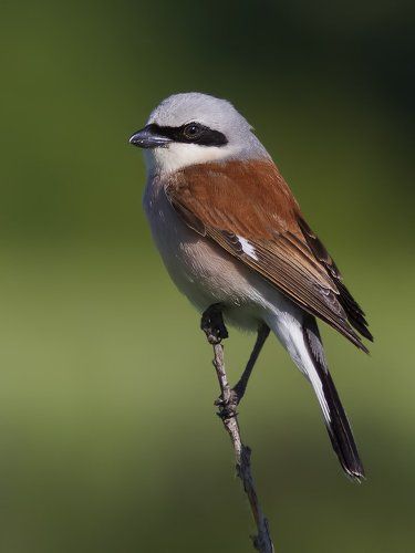 Обыкновенный жулан (Lanius collurio)