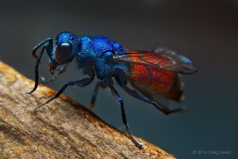 Cuckoo Wasp фото превью