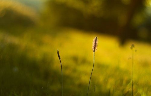Morning in the orchard