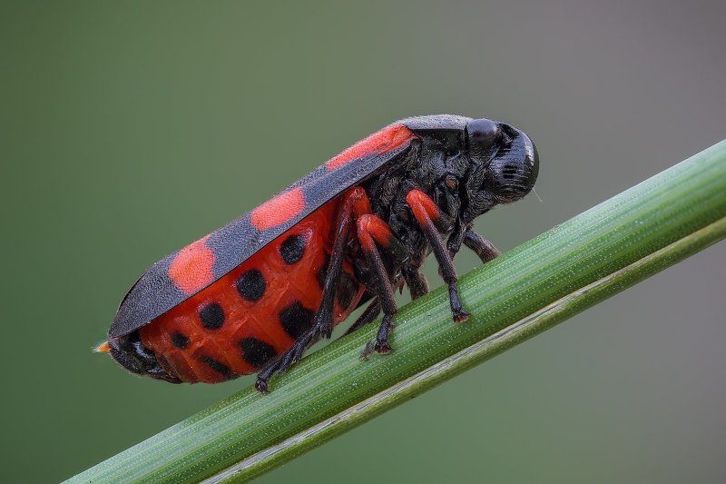 +-+ фото превью