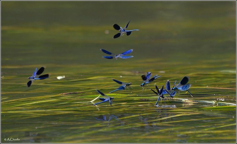 лето,река,стрекозы Пробегусь на пуантах по родимой реке ) фото превью