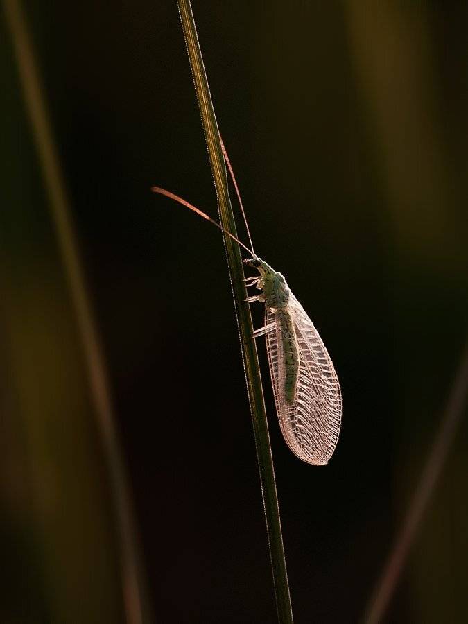 , Валерий Субачев