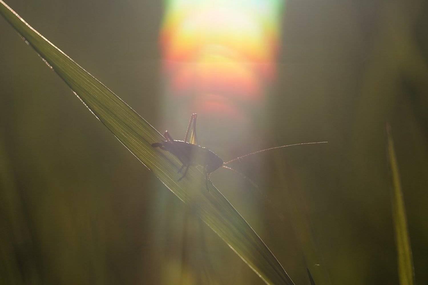 , Сергей Таланов