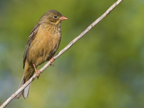 Садовая овсянка (лат. Emberiza hortulana).