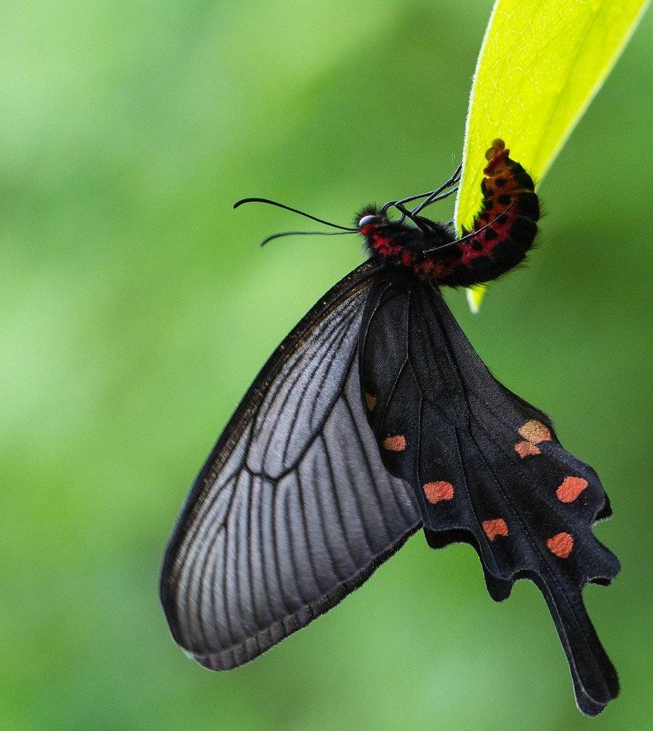 , Евгений Слободской