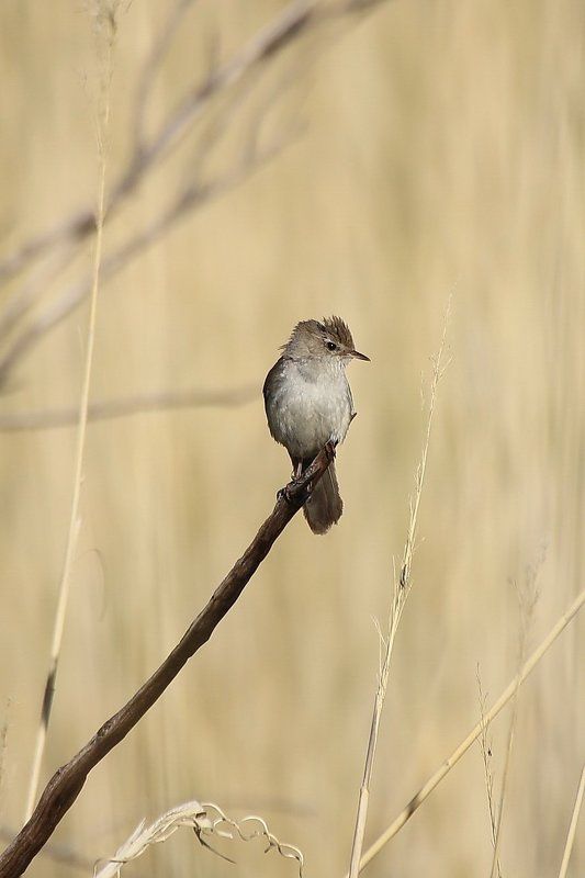 Прогулка вдоль протока Или фото превью