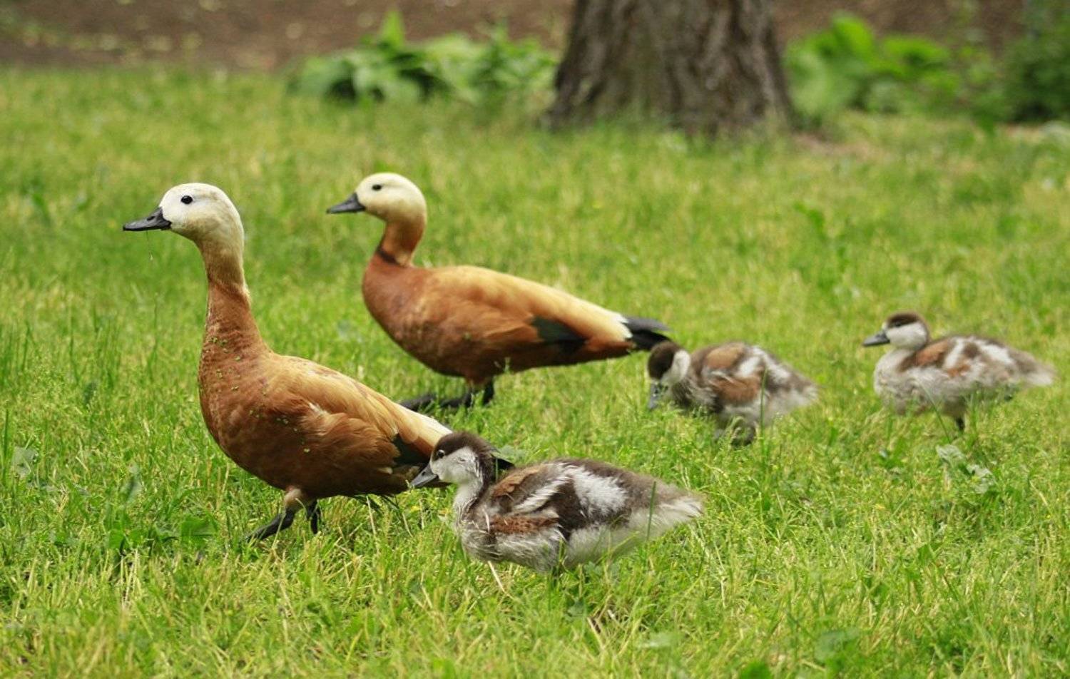 Огари, Утки, Утята, ジュリア
