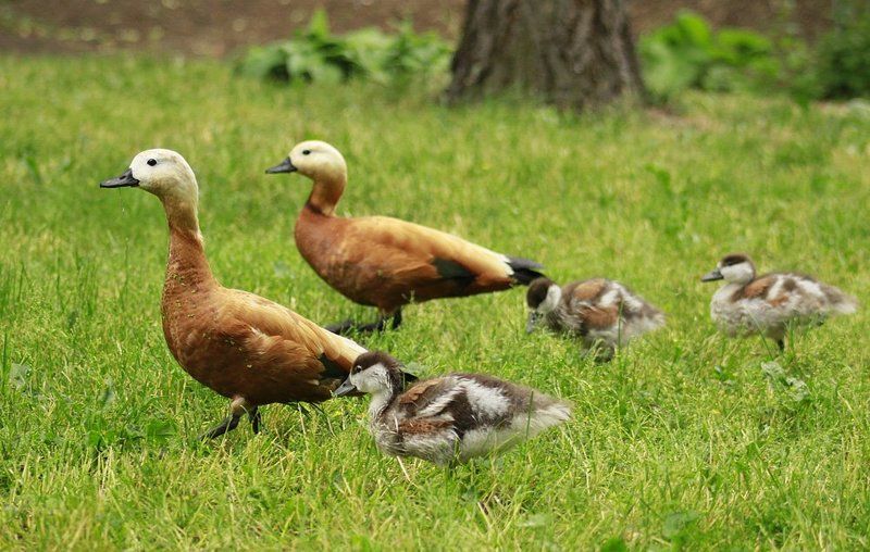 Огари, Утки, Утята Семья фото превью