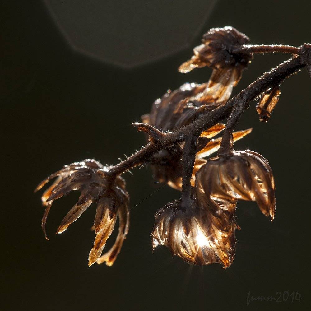 , Игорь ФУММ