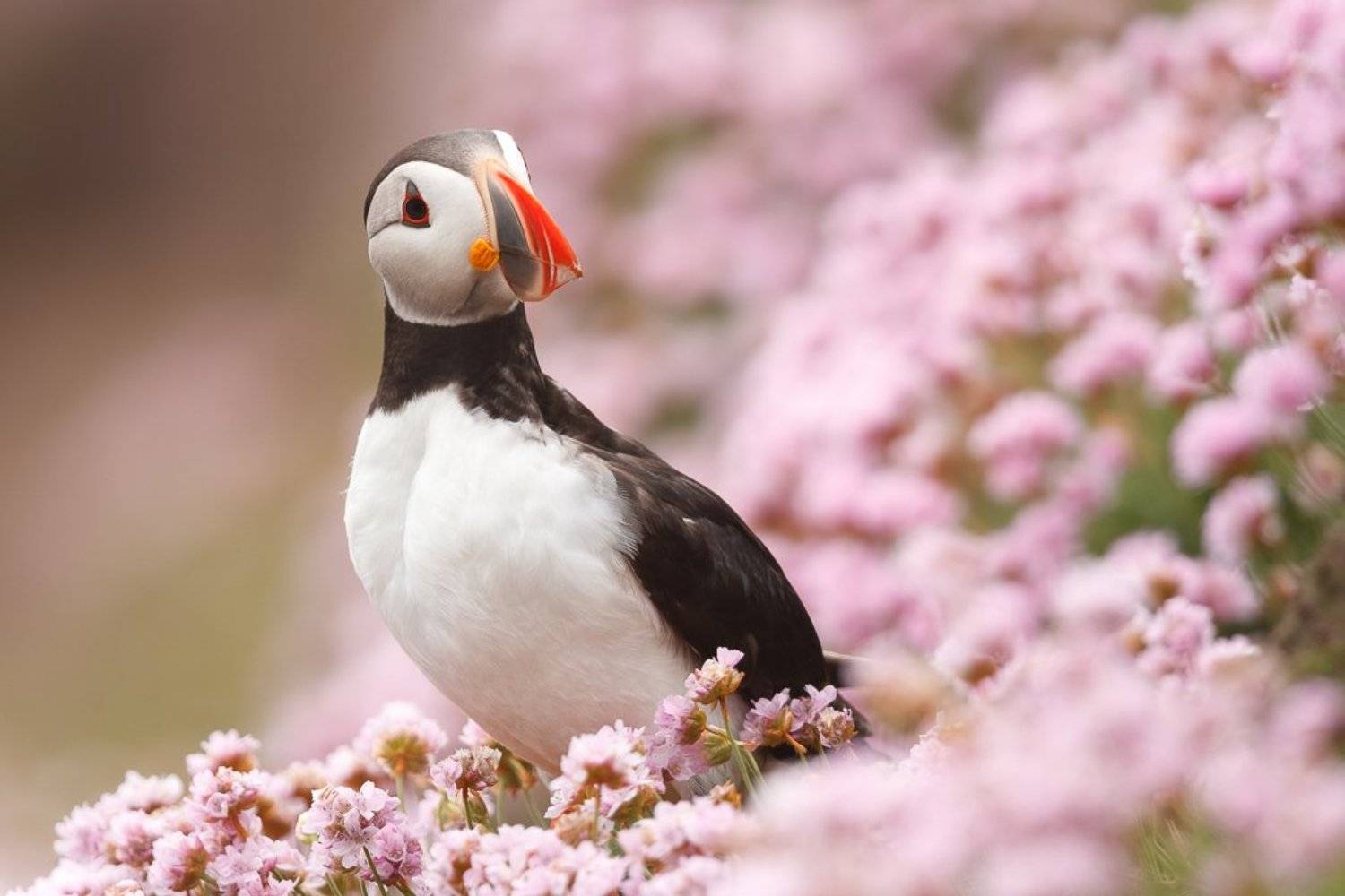 , Marcin Kaczmarkiewicz