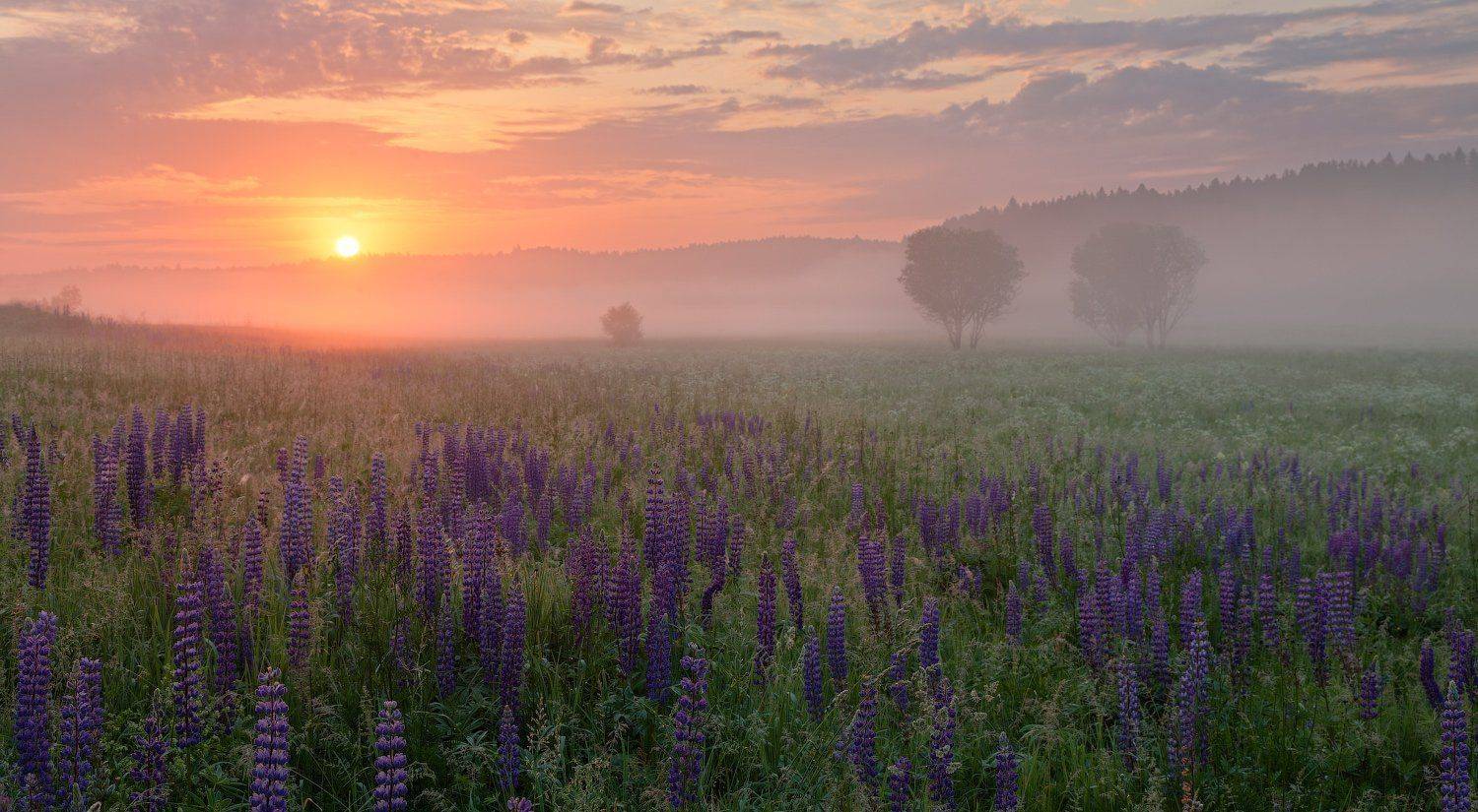 Люпин, Сергей Ершов