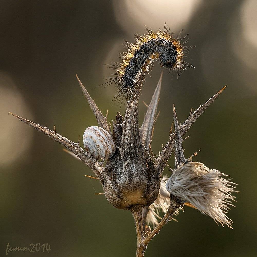 , Игорь ФУММ