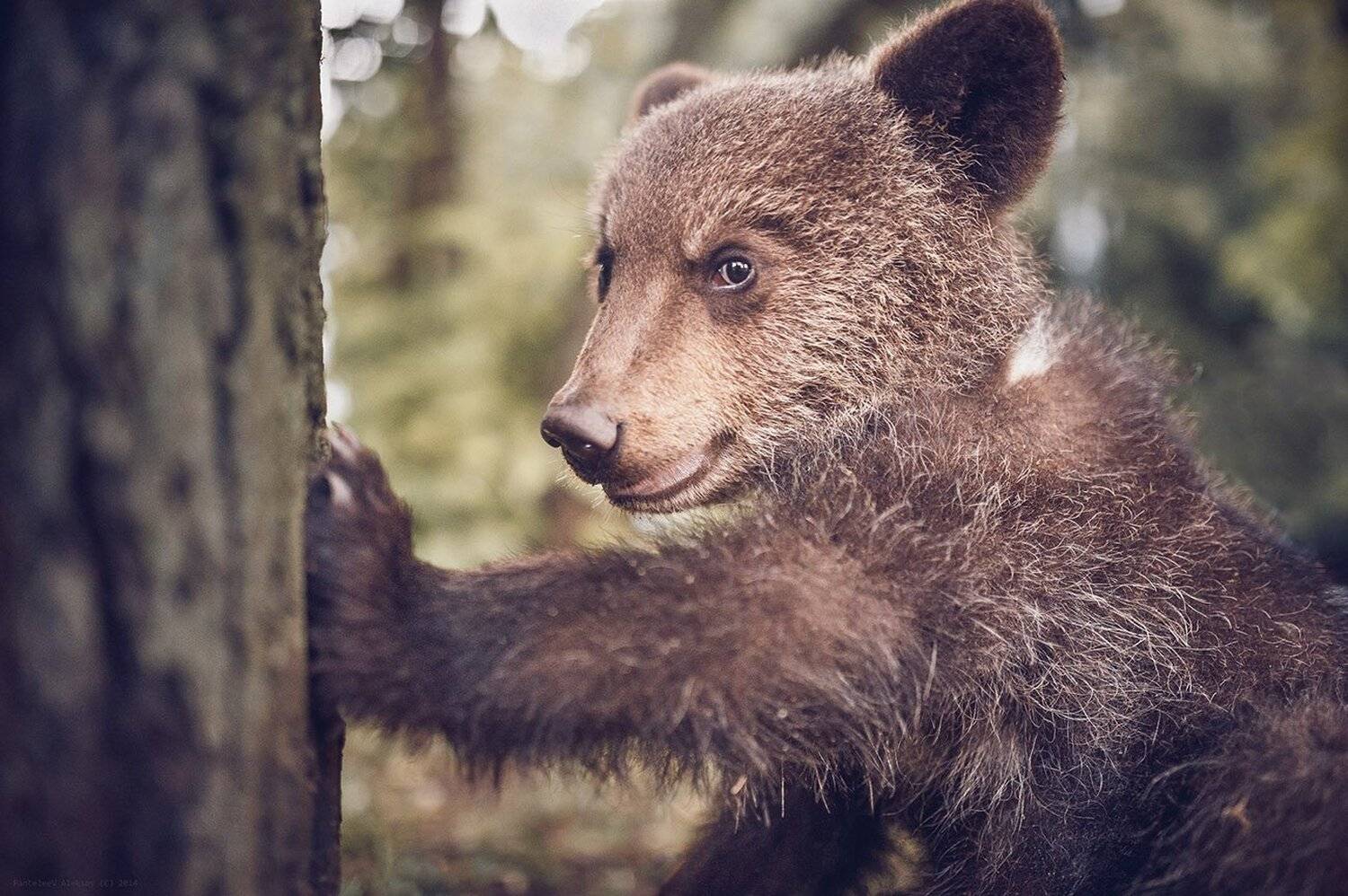 , Пантелеев Алексей