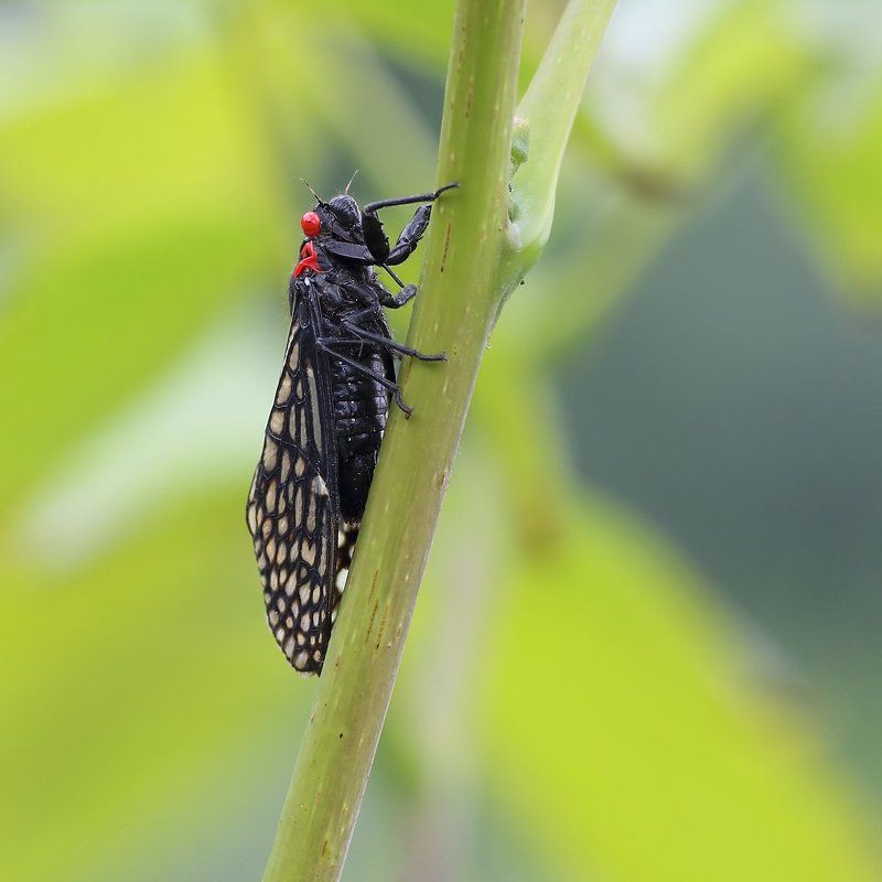 *** фото превью