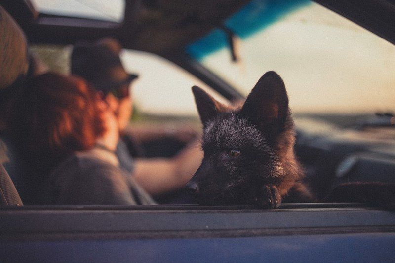 ... фото превью