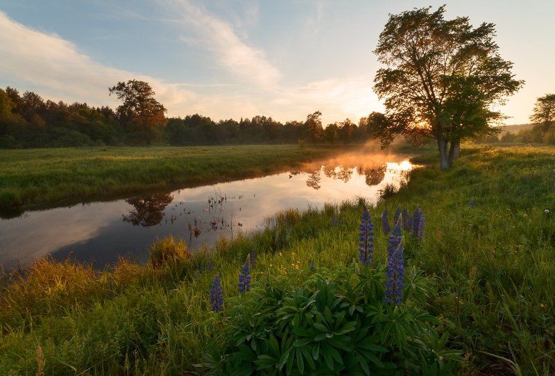 Люпины фото превью