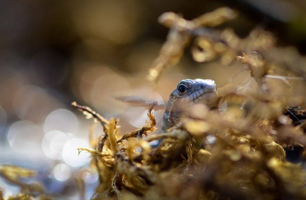 , Вячеслав Мищенко