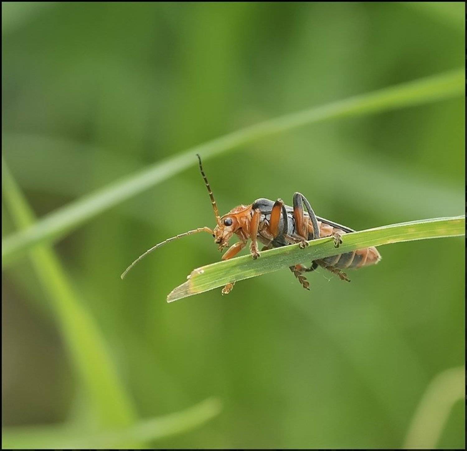 , Андрей Осокин