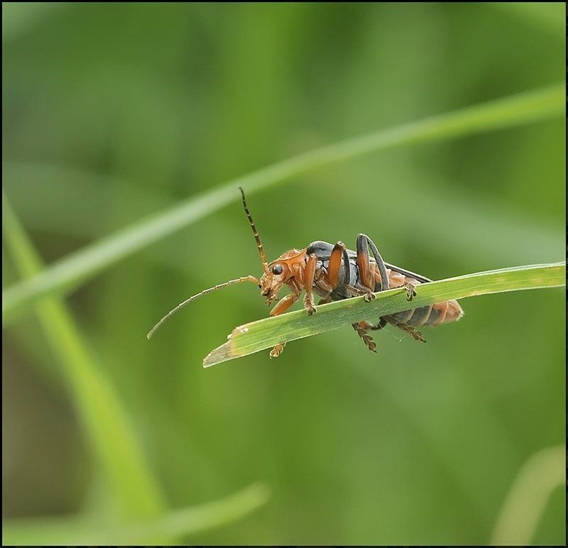 Рябиновый гранат... фото превью