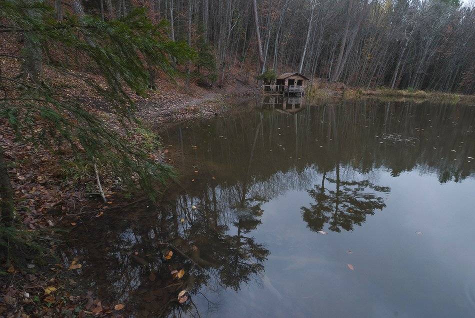 , Саша  Вайсберг / Waldschnepfe /