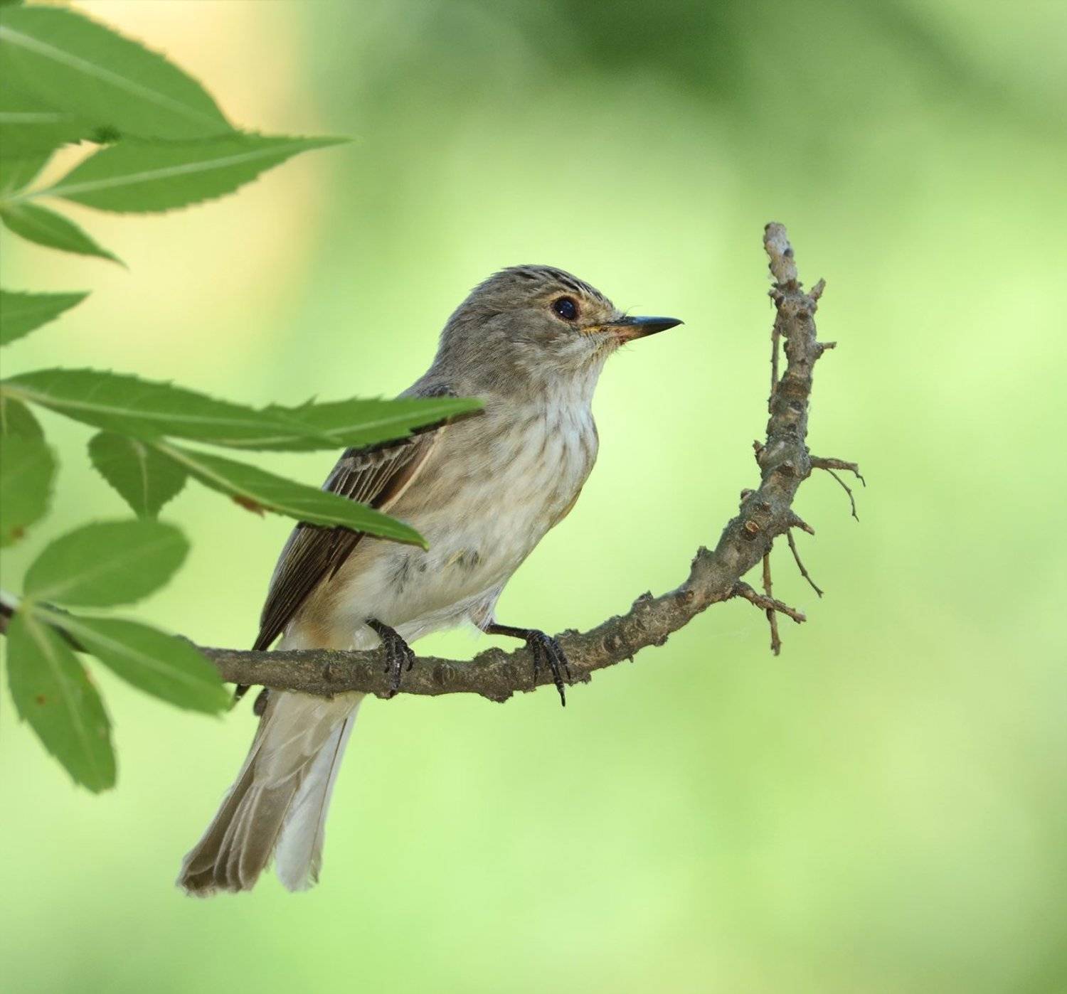, Игорь Олейник