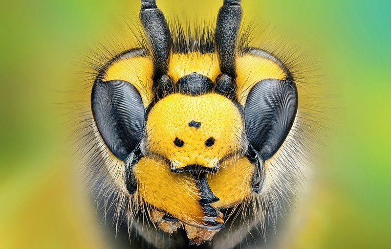 wasp фото превью