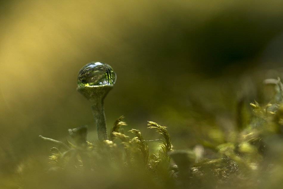 , Иваненко Светлана